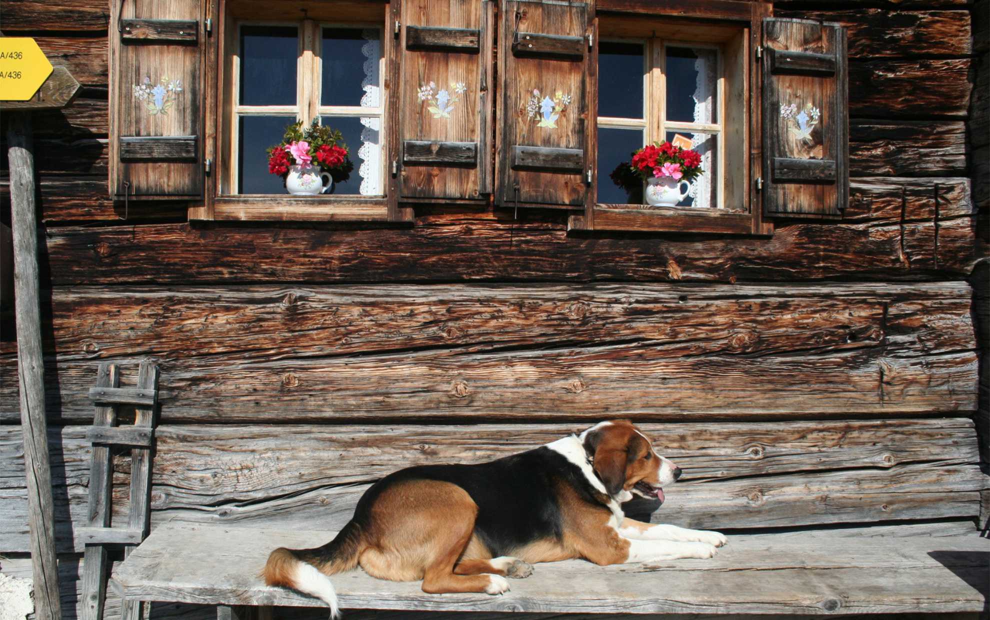 Hund in den Alpen