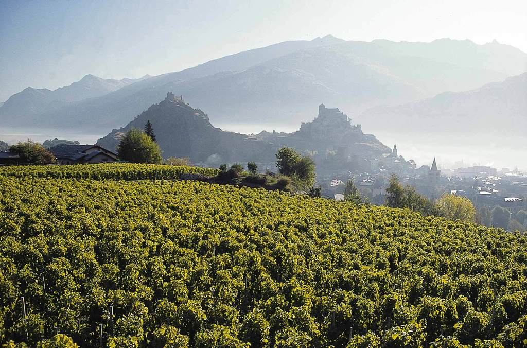 Vineyards and the castles of Sion